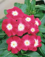 Catharanthus Pacifica Punch Halo