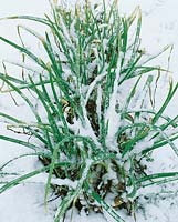 Allium fistulosum Winterhecke covered with snow