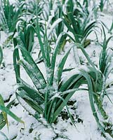 Allium porrum var. porrum Krystina in snow