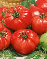 Tomate / Lycopersicon esculentum Rozovyj Gigant