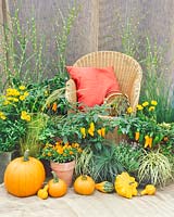 Vegetable in autumn on the terrace, Autumn Colours 