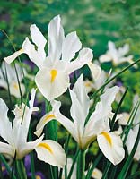Iris holl. White van Vilet