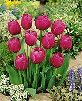 Tulipa Double Late Abigail