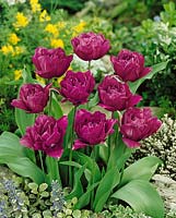Tulipa Double Late Blue Spectacle