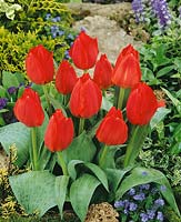 Tulipa greigii Margaret Herbst / Royal Splendour