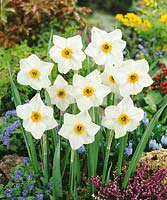 Narcissus Small Cupped Arguros