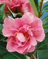 Camellia Showa no sakae