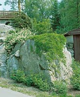 Parthenocissus and Lonicera on rock