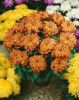 Chrysanthemum Marietta