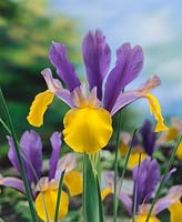 Iris x hollandica Romano