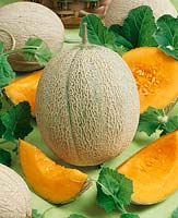 Melone / Cucumis melo Pancha F1