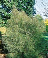 Frangula alnus Asplenifolia