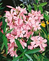 Nerium oleander Pink Beauty
