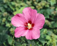 Hibiscus syriacus Violet Satin ®