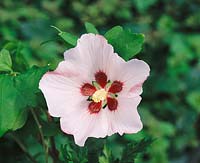 Hibiscus syriacus Blush Satin (R)