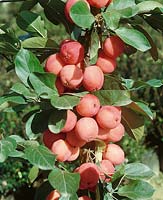 Malus Neville Copeman / fruits