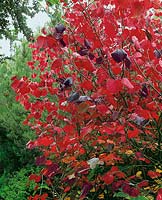 Disanthus cercidifolius / autumn