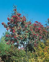 Sorbus laxiflora