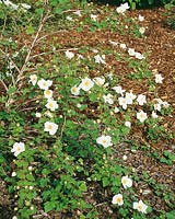 Rubus x tridel Benenden