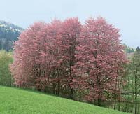 Laubbäume im Frühling / Landschaft