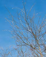 Salix acutifolia Pendulifolia