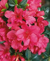 Rododendron Rose Glitters (Azalea)