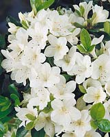 Rhododendron x kurume High Sierra