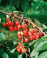 Kirsche / Prunus avium Sue