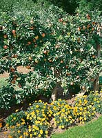 Apfelbaum mit Früchten / Apfel Bisbee Spur Delicious