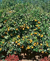 Orangenbaum / Citrus sinensis Valencia Orange