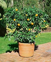 Citrus sinensis Valencia Orange in pot