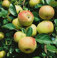 Apfel / Malus domestica Goldrenette von Blenheim