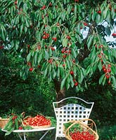 Kirsche / Prunus avium am Baum und im Korb