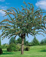 Kirschenbaum / cherry tree