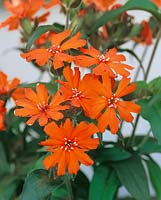 Silene x arkwrightii orange