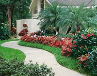 Südländischer Garten mit Palmen und Caladium