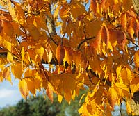 Autumn impression mit Zelkova carpinifolia