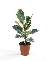 Ficus Tineke