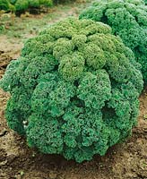 Brassica oleracea var. sabellica Reflex