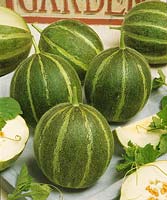 Melone / Cucumis melo Deserten