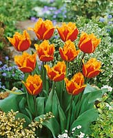Tulipa Crispa Palmares (R)