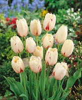 Tulipa Crispa Carrousel
