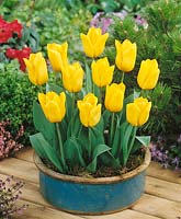 Tulipa Triumph Yellow Flight in pot