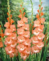 Gladiolus Topaze
