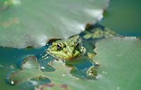 Frog in the pond