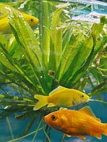 goldfishes and aquatic plants in an aquarium