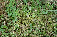 Moos, Unkraut im Rasen / moss, weeds in the lawn