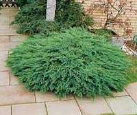 Juniperus sabina Tamariscifolia