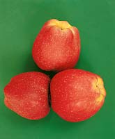 Malus Red Delicious