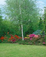 Gartenszene mit Moorbeetpflanzen und Betula